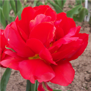 Tulip (Double) 'Abba'. Loose Per 10 Bulbs.